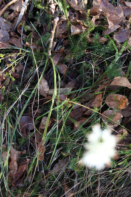 Allium ochroleucum / Aglio giallastro